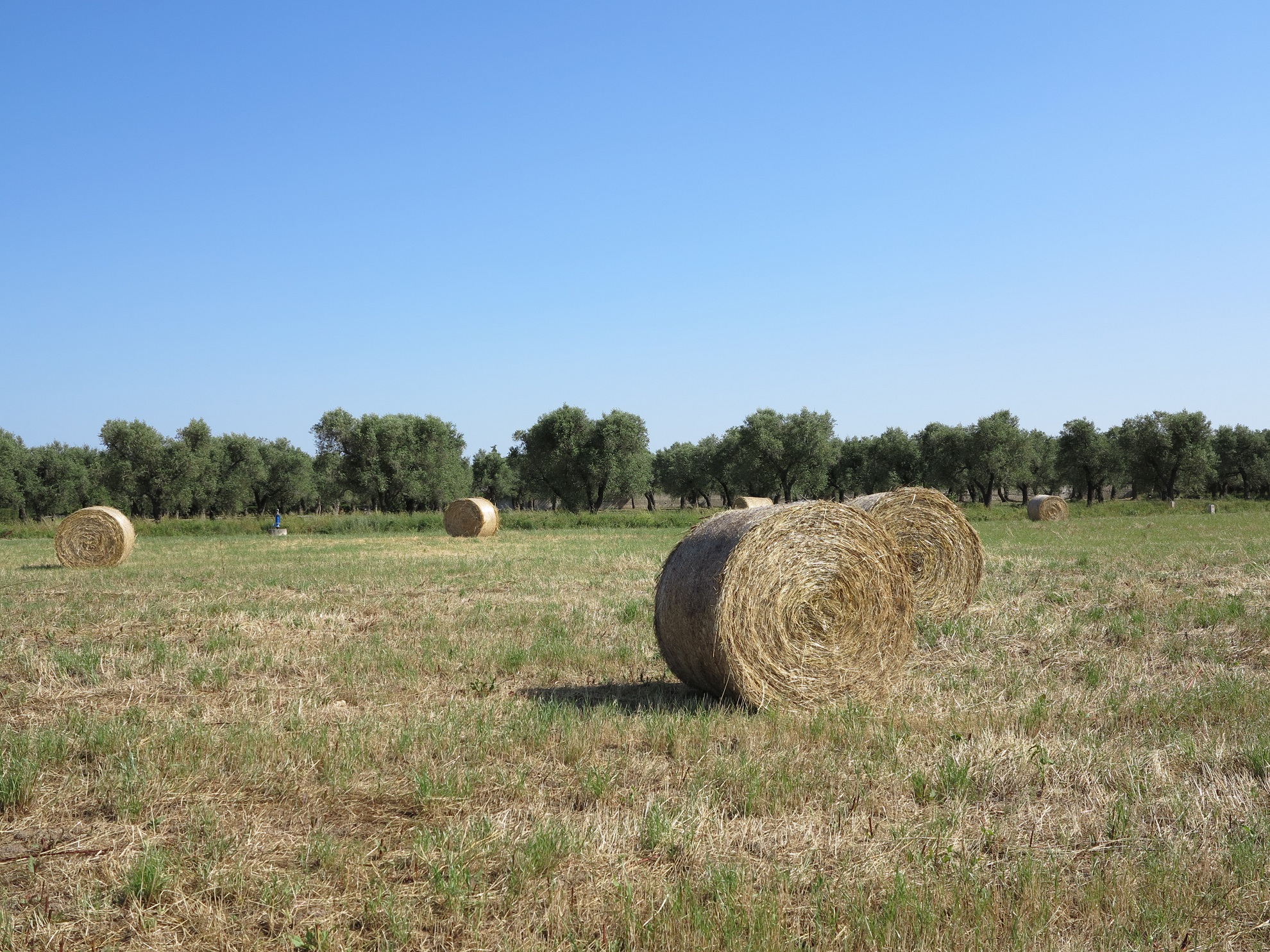 Cooperativa Amrita Prodotti Biologici — foto 3