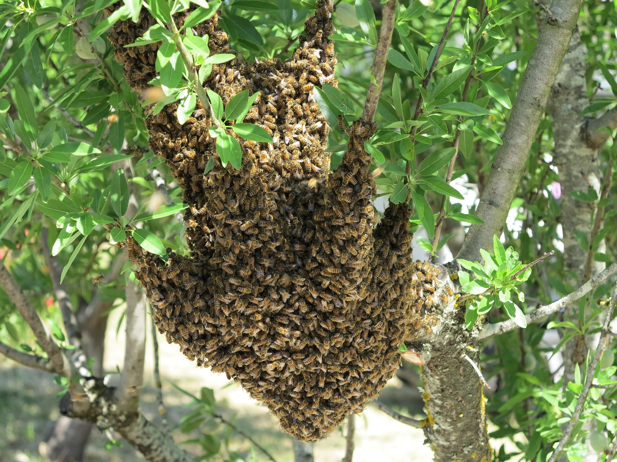 Cooperativa Amrita Prodotti Biologici — foto 4