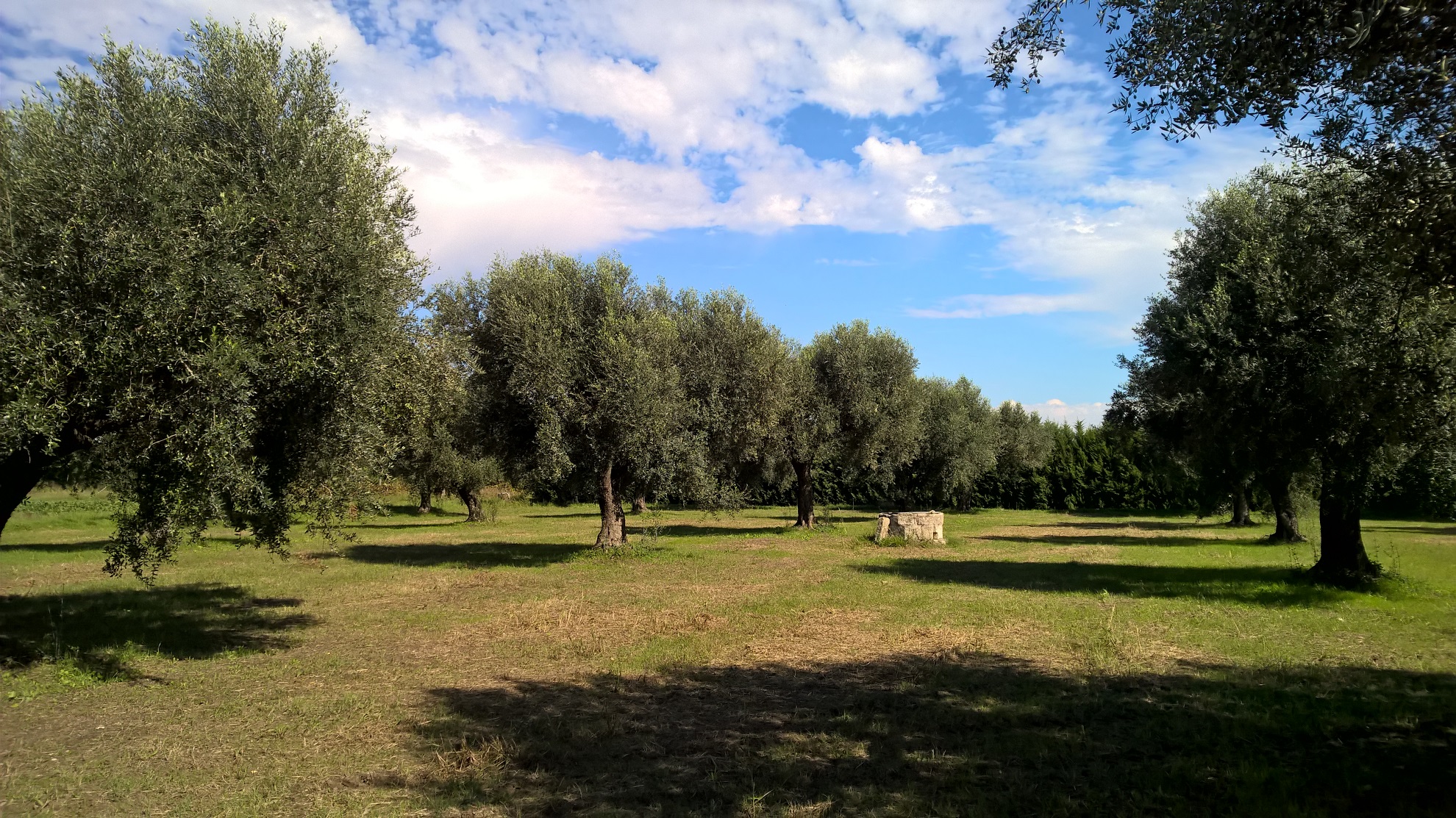 Cooperativa Amrita Prodotti Biologici — foto 2